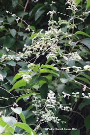 Image result for Congea