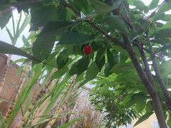 Check spelling or type a new query. Minnie Royal Royal Lee Cherries In Socal Worth The Effort
