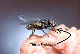 Most relevant best selling latest uploads. What Do Flies Eat Do They Really Throw Up On Your Food