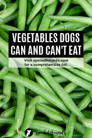 Vegetables Dogs Can Eat And Vegetables Harmful To Dogs In 2020 Foods Dogs Can Eat Dog Safe Food Dog Vegetables