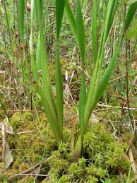 Image result for Xyris parvula