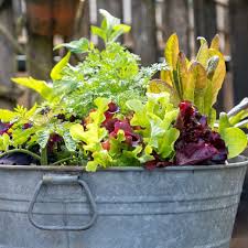 Consider growing a variety of crops together in large containers. 5 Best Container Vegetables For Beginning Gardeners Brown Thumb Mama