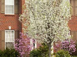 They will eventually reach 40 feet in height but are only 20 to 25 feet wide when they are. Pyrus Capital Ornamental Pear Tree Diaco S Garden Nursery And Garden Centre