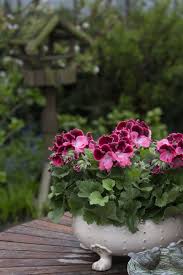 Check spelling or type a new query. Regal Pelargonium Container Flowers Patio Flowers Flower Pots