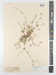 Image result for Microcharis asparagoides