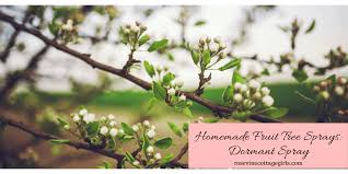 A superior type of paraffinic oil that may be used as a growing season spray, dormant spray (no leaves) or delayed dormant (green tip) spray to control overwintering eggs of red spiders, scale insects, aphids, bud moths, leaf roller, red bug, codling moth, blister mites, galls, whitefly, mealy bugs and other insects and diseases. Homemade Fruit Tree Sprays Organic Dormant Sprays