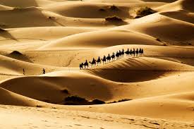 It adjoins the thar desert extending over to sindh and into india. Surviving Camels Give Nutritious Milk