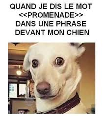 Les meilleurs diaporamas humoristiques du web classés par théme : Quand Je Dis Le Mot Promenade Dans Une Phrase Devant Mon Chien Humour France Fr