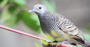 100 nama burung merpati yang bagus pembawa hoki dan artinya selain itu, bukti sayang anda lainnya adalah dengan memberi nama burung kesayangan anda dengan nama yang bagus dan baik, berikut ini kami berikan referensi nama yang lebih modern dan unik, jarang yang memakai tidak pasaran untuk burung merpati anda agar merpati atau dara anda dapat membawa hoki dan bisa juara 1 yaitu sebagai berikut ini: Mengenal Empat Jenis Perkutut Diyakini Miliki Kekuatan Gaib Okezone News