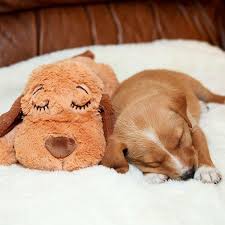 Smartpetlove S Snuggle Puppy Might Be The Solution To Your Dog S Separation Anxiety