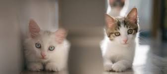 Many of these cats may. 10 Tips To Prevent Aggression In Cats Litter Robot Blog