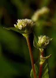Image result for Persicaria nepalensis