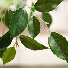 Image result for Ficus verruculosa