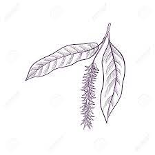 Well you're in luck, because here they come. Vector Drawing Branch Of Willow Tree Royalty Free Cliparts Vectors And Stock Illustration Image 135115442