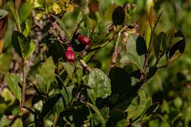 Image result for Halleria elliptica