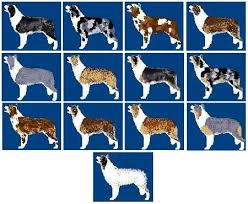 Border Collie Color Traits