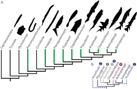 Unravelling The Ontogeny Of A Devonian Early Gnathostome