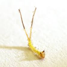 The spicebush swallowtail caterpillar (papilio troilus) is a type of caterpillar that looks like a tiny snake. Caterpillar With Tails Bugguide Net