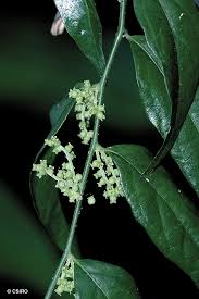 Image result for Fuirena leptostachya