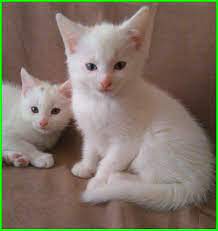 Kumpulan gambar kucing lucu, imut, gemes bisa kamu jadikan wallpaper hp. Gambar Kucing Lucu Imut Dan Paling Menggemaskan Sedunia Gambar Kucing Lucu Menggambar Kucing Kucing