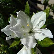 Pin On The Language Of Flowers