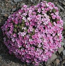 Foto Von Androsace Alpina Alpen Mannsschild Pflanzen Gartenpflanzen Alpen