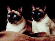 Animals are commonly called only one collective name without any clear distinction. 199 Cats In Entertainment Trivia Questions Answers Famous Animals