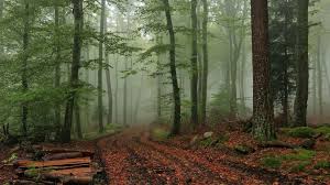 Forest wallpapers, backgrounds, images 3840x2160— best forest desktop wallpaper sort wallpapers by: Aesthetic Forest Wallpapers Wallpaper Cave
