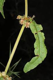 Image result for Rumex nepalensis