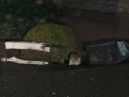 On December 14, Julie Tolomei Swor reached out to me and let me know there  is a family of 5 cats living under The Old World Building in Aberdeen. I  went out