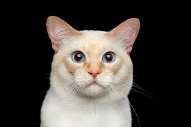 Spaying your cat will drastically reduce their chance of getting mammary cancer. Pancreatitis In Cats Elwood Vet