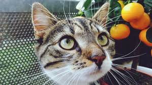 Some will even go crazier for fruit! Can Cats Eat Oranges Are Oranges Safe For Cats Viva Cat Cat