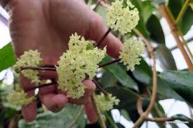 Image result for Polystachya odorata