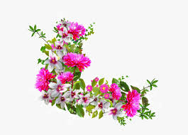 1600 x 960 jpeg 293 кб. Botanical Vector Baby S Breath High Definition Flower Border Hd Png Download Kindpng