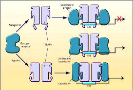 Image result for Selective Estrogen Receptor Modulator