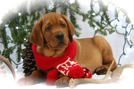 All Ready For Santa Fox Red Labrador Labrador Lab Puppies