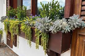 Image result for Lysimachia djalonis