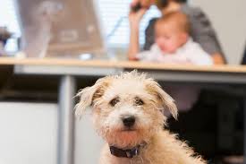 Why Do Dogs Get Jealous Of Babies How To Stop Jealousy