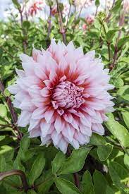 Dinnerplate Dahlia Holland Festival Dahlias Garden Dahlia Flower Garden