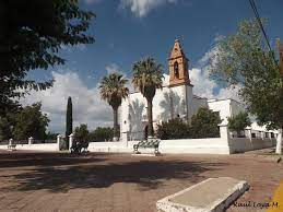 Pin On Chihuahua Gigante