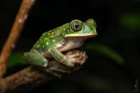 Image result for Trianthema mozambiquense