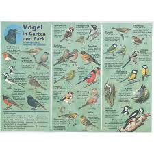 Wie die vögel in den garten kommen. Vogel In Garten Und Park Vogel Bestimmungskarten Bucher Medien Lbv Naturshop Kaufen Sie Bei Den Experten