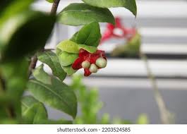 Image result for Ochna atropurpurea