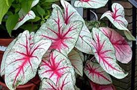 Caladium Fancy Leaf Fiesta Botanix Garden Centre