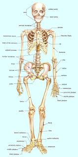 The human body is the structure of a human being. Physical Health And The Human Body