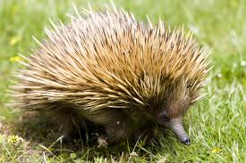 Spiky Baby Killers Echidna Secrets Revealed Echidna Killers Revealed Secrets Spiky Babyplatypus In 2020 Echidna Animal Facts Australian Animals