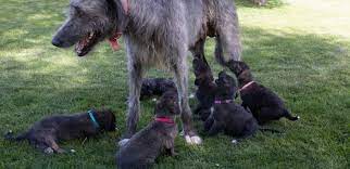 Check spelling or type a new query. Phillips Irish Wolfhound Puppies Home Facebook