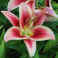 Lily Lavon Longfield Gardens Lily Bulbs Oriental Lily Longfield Gardens