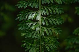 Image result for Asplenium dregeanum