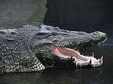 Crocodile Wikipedia